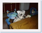 DSC01918 * 2048 x 1536 * (1.42MB)