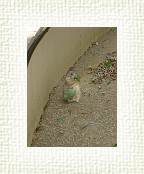 DSC07115 * 1536 x 2048 * (1.42MB)